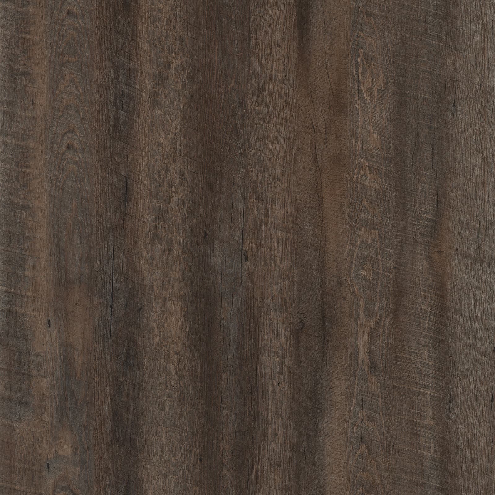 Chocolate Tree — image 1