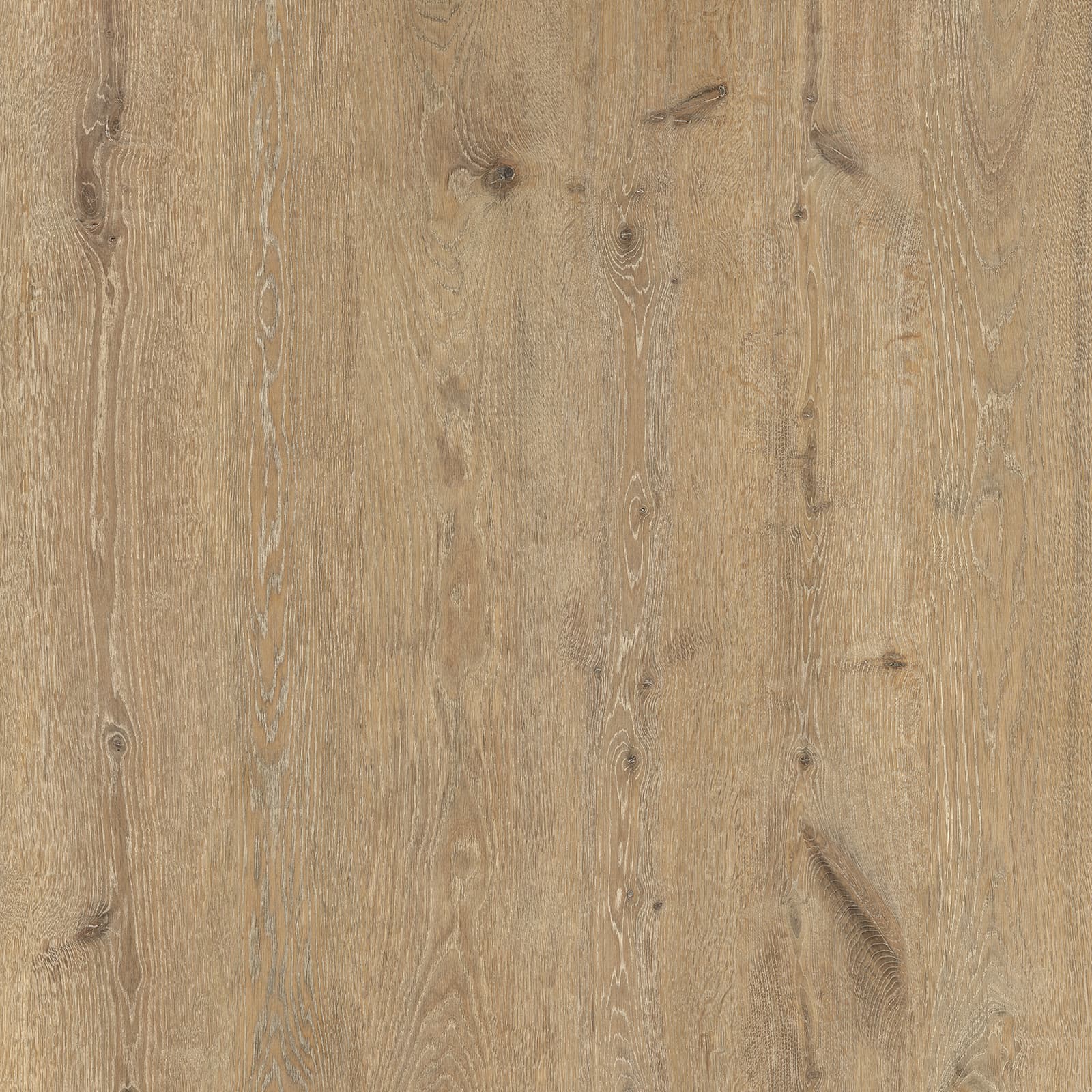 Autumn Trail Oak — image 1
