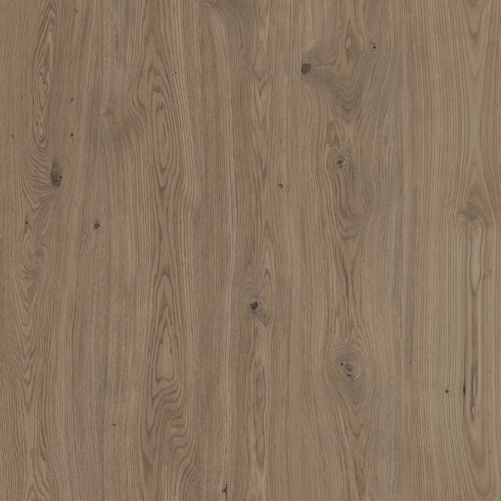 Coastal Driftwood — image 1